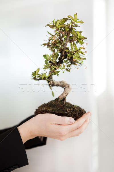 Femeie de afaceri bonsai copac frumos Imagine de stoc © AndreyPopov