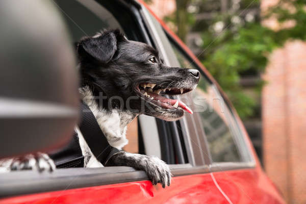 Stock photo: Dog Looking Out Of A Car Window