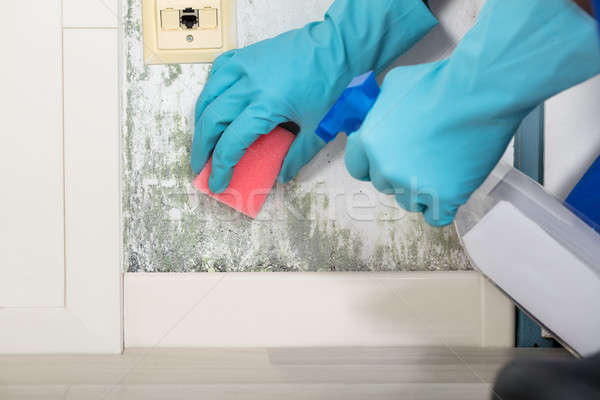 Stock photo: Person Hand Cleaning Moldy Wall