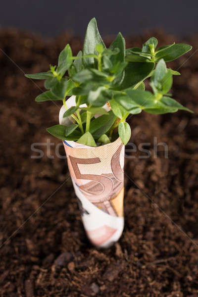 Inicio negocios crecimiento árbol joven euros proyecto de ley Foto stock © AndreyPopov