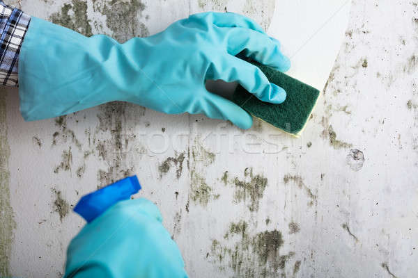 Házvezetőnő takarítás fal kéz kesztyű penész Stock fotó © AndreyPopov
