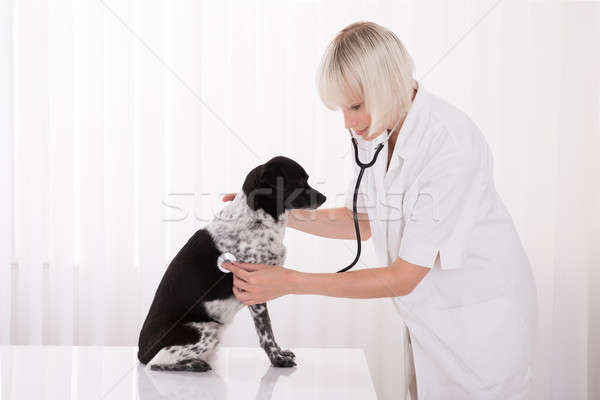Foto stock: Feminino · veterinário · cão · hospital · jovem