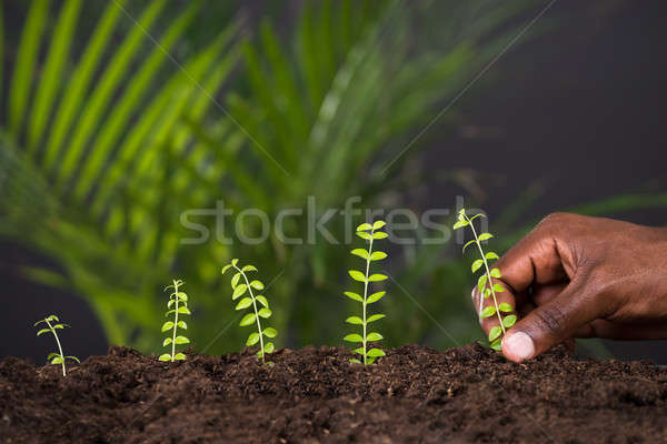 Személyek kéz ültet növény közelkép föld Stock fotó © AndreyPopov