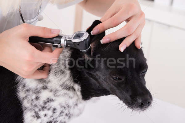 Stock photo: Vet Examining Dog's Ear