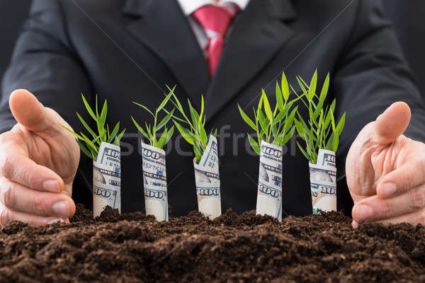 Businessman Protecting Sapling Covered With American Dollars Stock photo © AndreyPopov