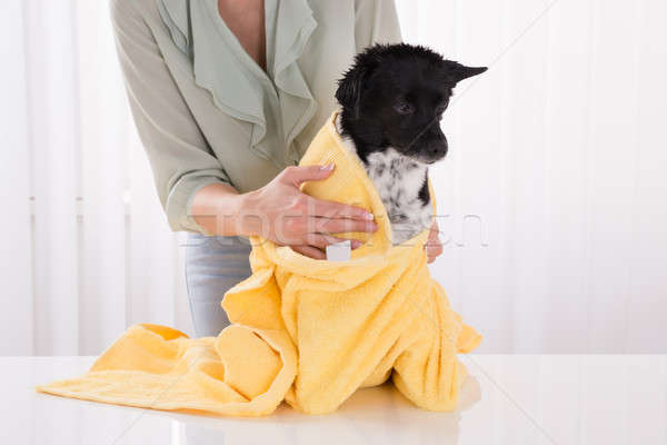 Woman Drying Her Dog With Towel At Home Stock photo © AndreyPopov