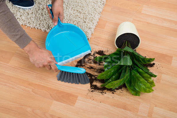 Man Cleaning Mud Spilled From Potted Plant On Floor Stock photo © AndreyPopov