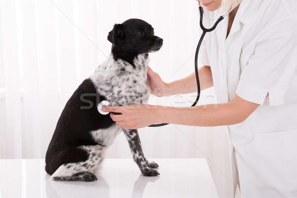 Сток-фото: ветеринар · собака · больницу · стетоскоп