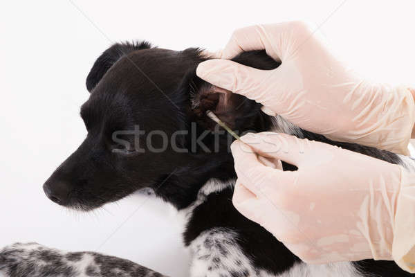 ストックフォト: 獣医 · 洗浄 · 犬 · 耳 · クローズアップ · 綿