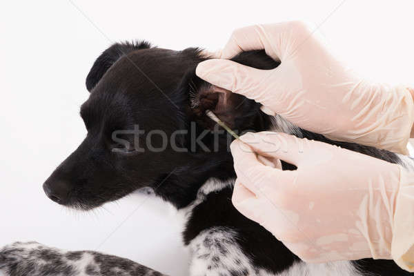 Pulizia cani orecchio primo piano cotone Foto d'archivio © AndreyPopov