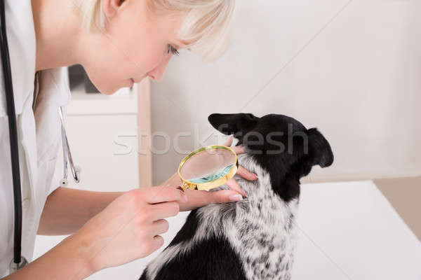 Tierarzt schauen Hunde Haar Lupe jungen Stock foto © AndreyPopov