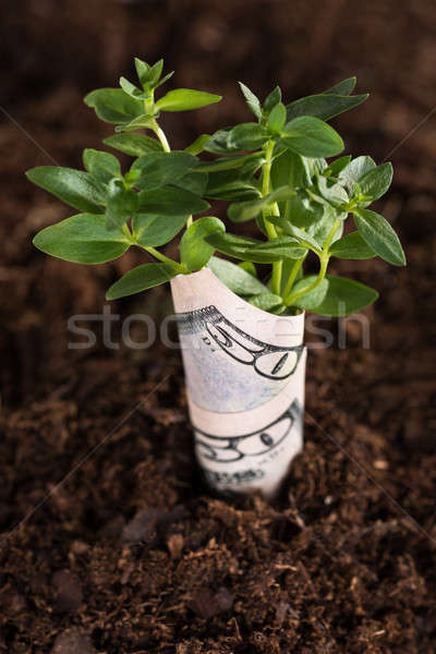 Dinero creciente suelo árbol joven dólar proyecto de ley Foto stock © AndreyPopov