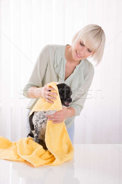 Woman Wiping Her Dog With Towel Stock photo © AndreyPopov