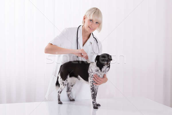 Female Vet Examining Dog's Hair With Comb Stock photo © AndreyPopov