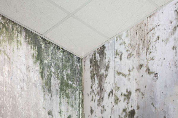 Fal modell közelkép fotó sarok penész Stock fotó © AndreyPopov