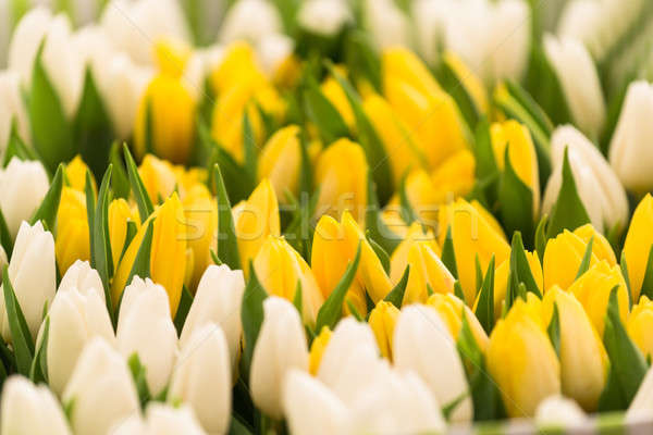Close-up Of Fresh Tulips Stock photo © AndreyPopov