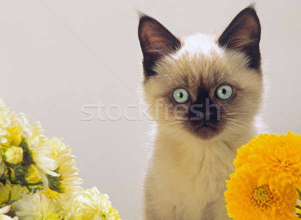 burmese kitten looks Stock photo © Andriy-Solovyov