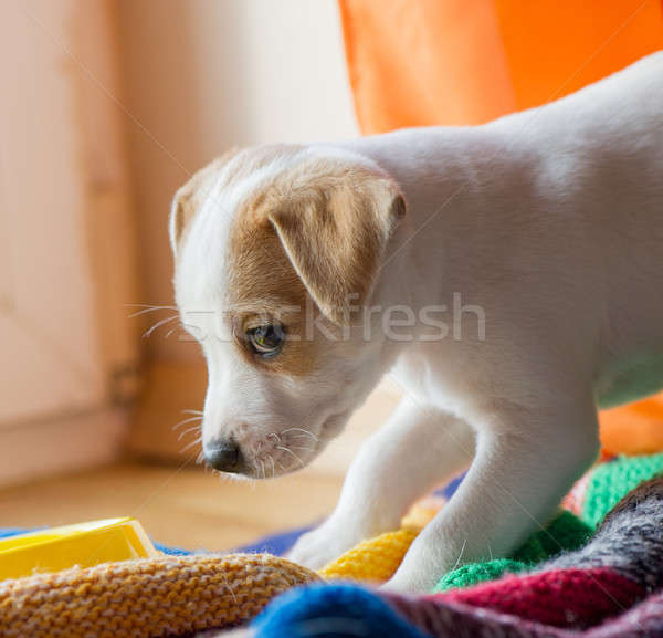 Evcil hayvan küçük köpek yavrusu oynama köpek Stok fotoğraf © Andriy-Solovyov