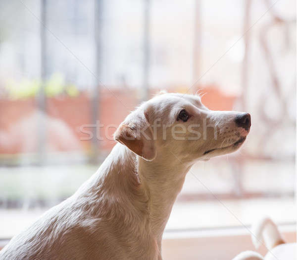 Foto stock: Cão · retrato · cães · jack · russell · terrier · quarto · cara