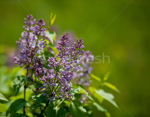 lilac branch Stock photo © Andriy-Solovyov