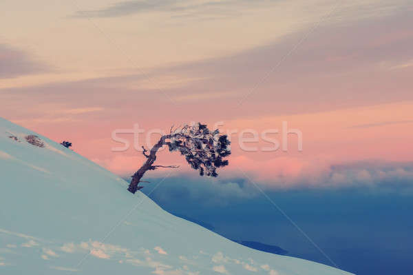Egyedüli fenyőfa hó hegyek tájkép hegy Stock fotó © Andriy-Solovyov