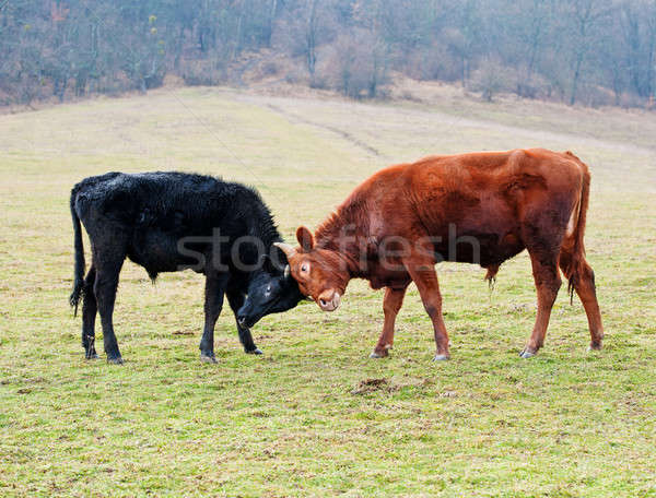 Two calfs Stock photo © Andriy-Solovyov