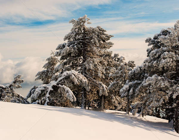 冬 風景 山 松 木 カバー ストックフォト © Andriy-Solovyov