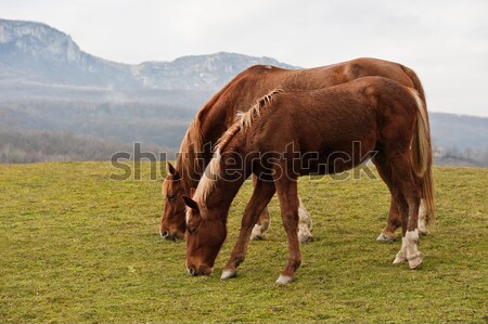 Old horse Stock photo © Andriy-Solovyov