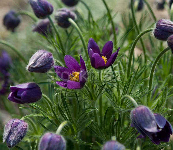 flowers dream grass Stock photo © Andriy-Solovyov