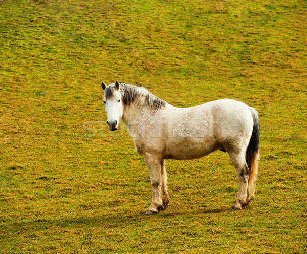 Chevaux montagnes cheval printemps jour [[stock_photo]] © Andriy-Solovyov