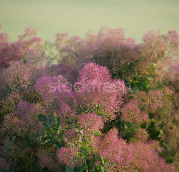開花 茂み 明るい 美しい 緑 花 ストックフォト © Andriy-Solovyov