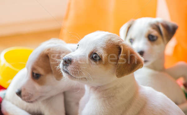 3  ペット 子犬 見 犬 ストックフォト © Andriy-Solovyov
