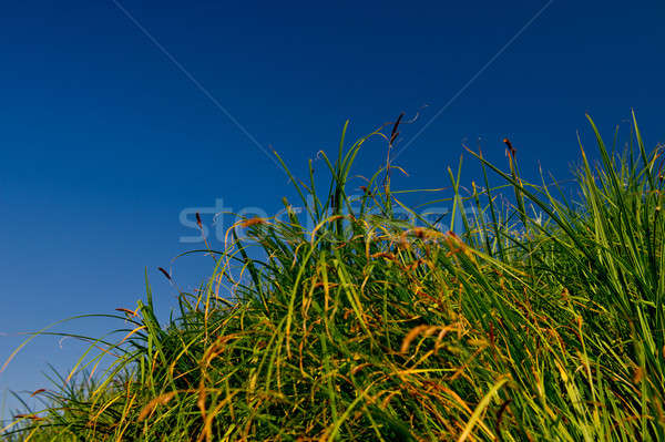 stalks of a green cane and sky Stock photo © Andriy-Solovyov