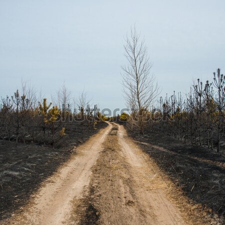 fire in a pine forest Stock photo © Andriy-Solovyov