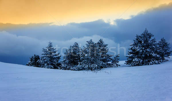 pine trees Stock photo © Andriy-Solovyov