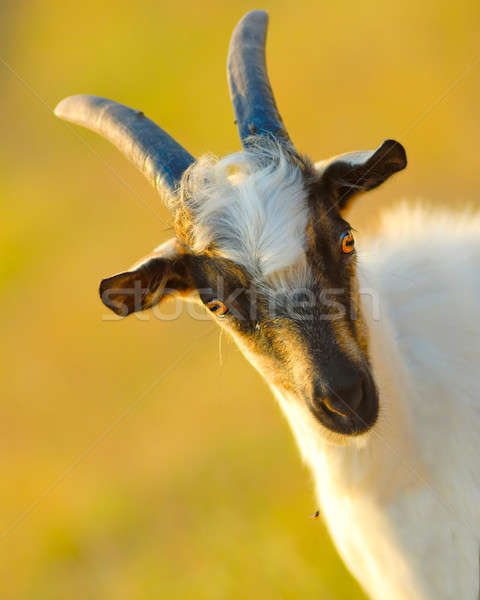 goat Stock photo © Andriy-Solovyov