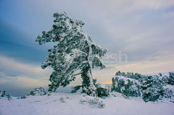 pine trees Stock photo © Andriy-Solovyov