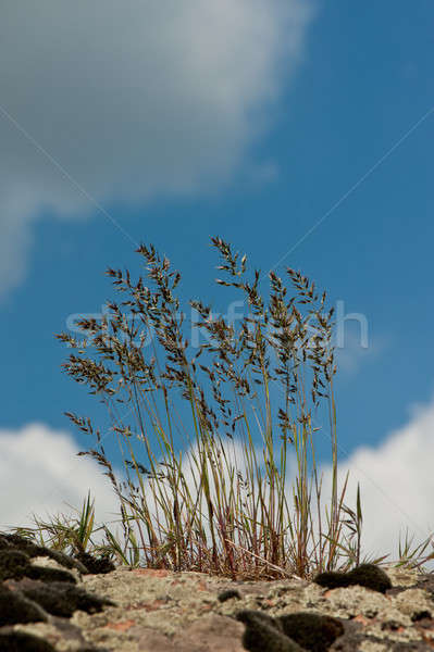 grass stalks Stock photo © Andriy-Solovyov