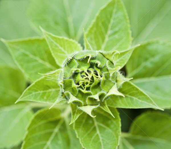 Foto stock: Verde · girassol · broto · verão · flor