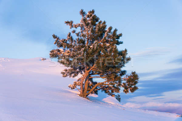 Egyedüli fenyőfa hó hegyek tájkép hegy Stock fotó © Andriy-Solovyov