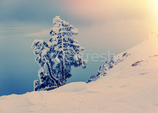 Foto d'archivio: Pino · neve · montagna · panorama · montagna