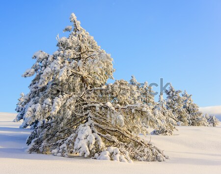 Inverno montagna luminoso solare giorno neve Foto d'archivio © Andriy-Solovyov
