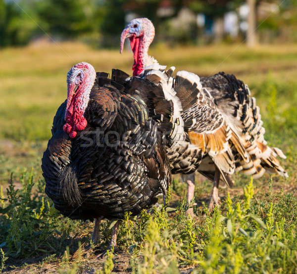 turkeys Stock photo © Andriy-Solovyov