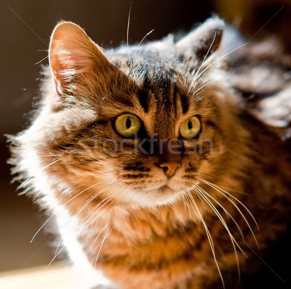 猫 肖像 美しい 成人 ホーム 顔 ストックフォト © Andriy-Solovyov