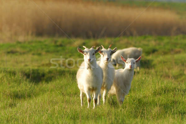 Animals on a meadow Stock photo © Andriy-Solovyov