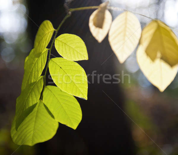 秋 緑 古い ツリー ストックフォト © Andriy-Solovyov