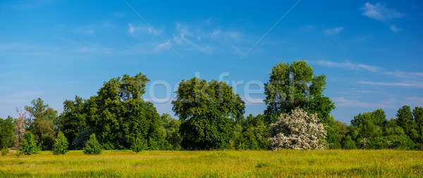 blooming hawthorn Stock photo © Andriy-Solovyov