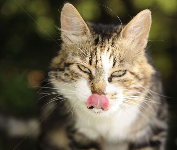 Animale de companie portret pisica domestica aparat foto Imagine de stoc © Andriy-Solovyov
