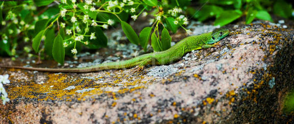 lizard Stock photo © Andriy-Solovyov