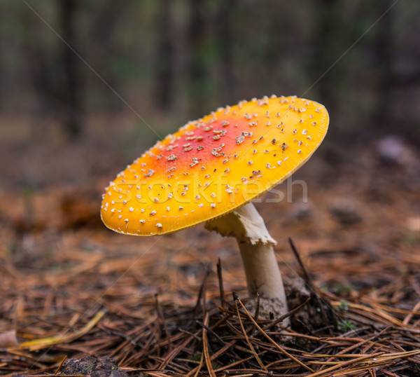 poisonous mushroom Stock photo © Andriy-Solovyov